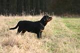 ROTTWEILER 660